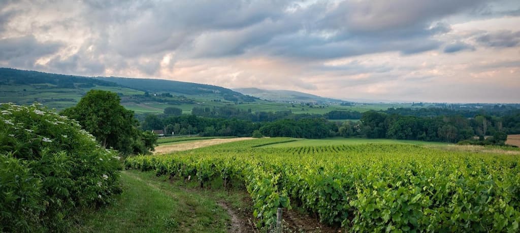『コノスル（Cono Sur）』の産地