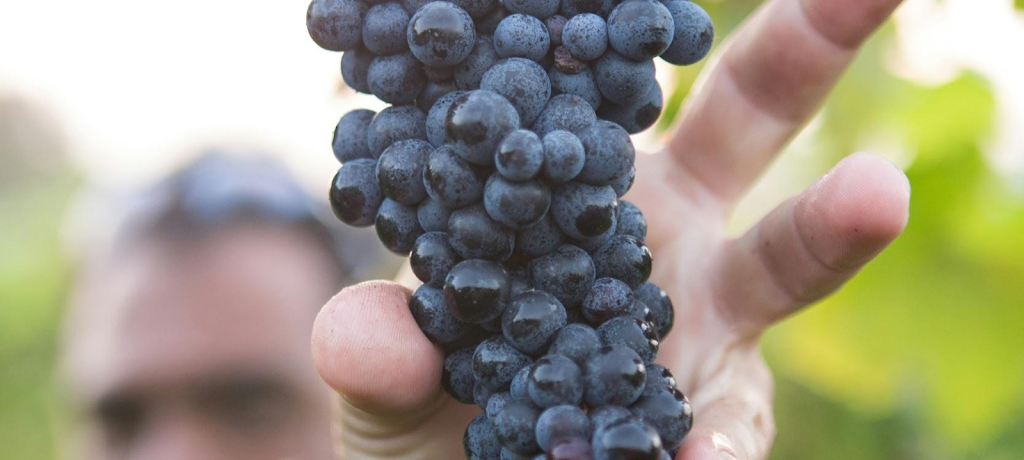 マルベック（Malbec）