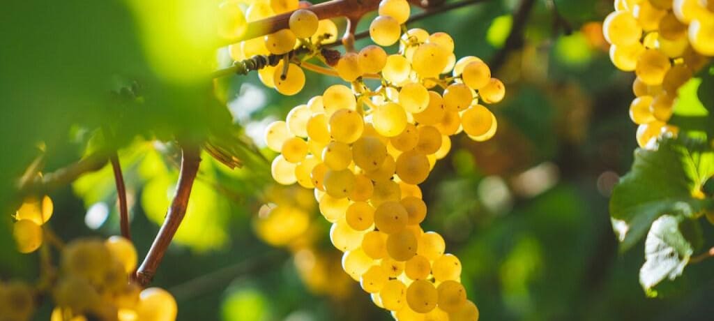 『コノスル（Cono Sur）』の主要品種