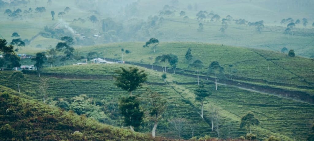 ブラジルワインの産地
