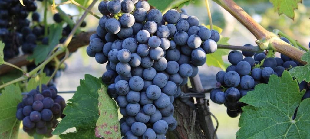 『悪魔のワイン』の主要品種