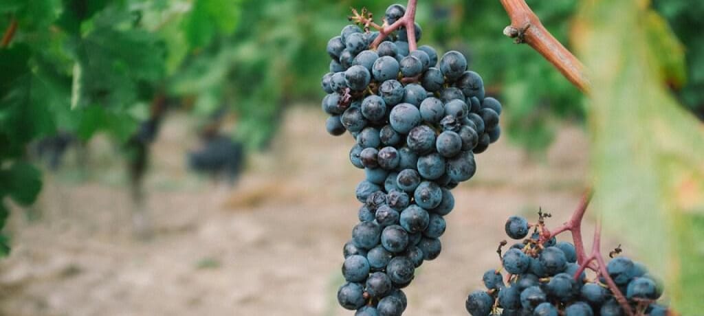 南米ワインの主なブドウ品種