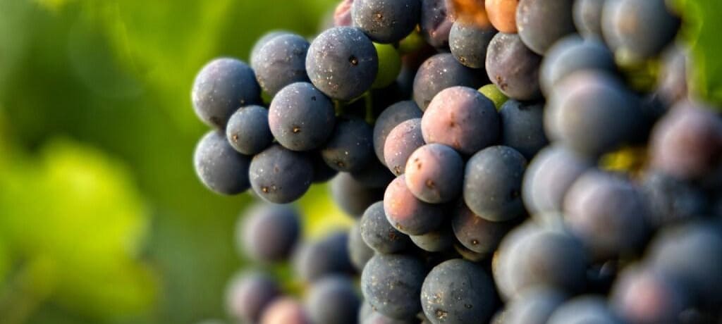 『モンテス(Montes)』の主要品種