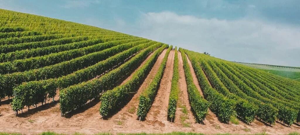 『モンテス(Montes)』の産地