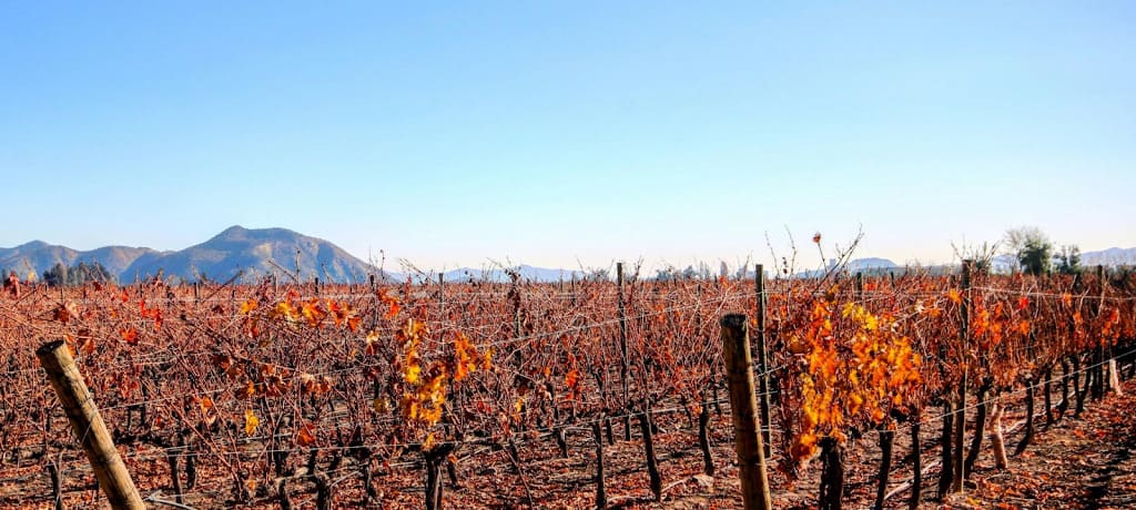 チリの高級ワインが作られる産地